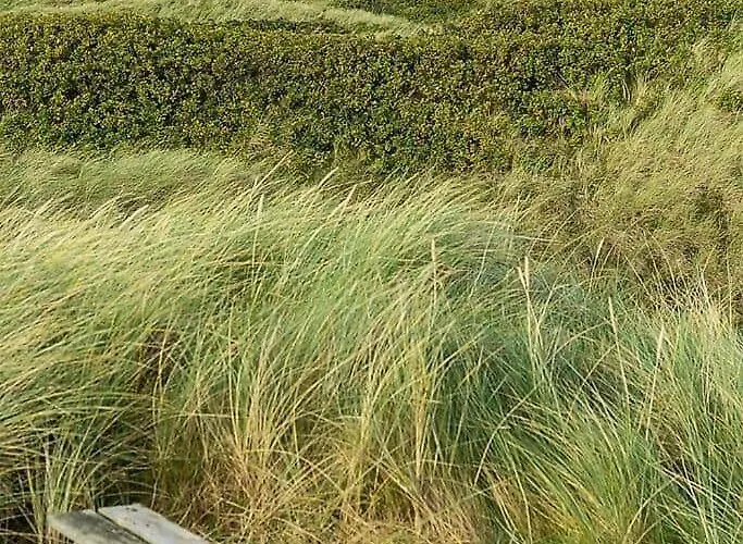 Bl1661-saltum-klitrosevej-11 Saltum